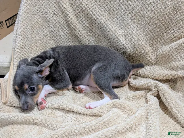 Rat Terrier dogs for sale: Annabelle - Mini Rat - Ad 2
