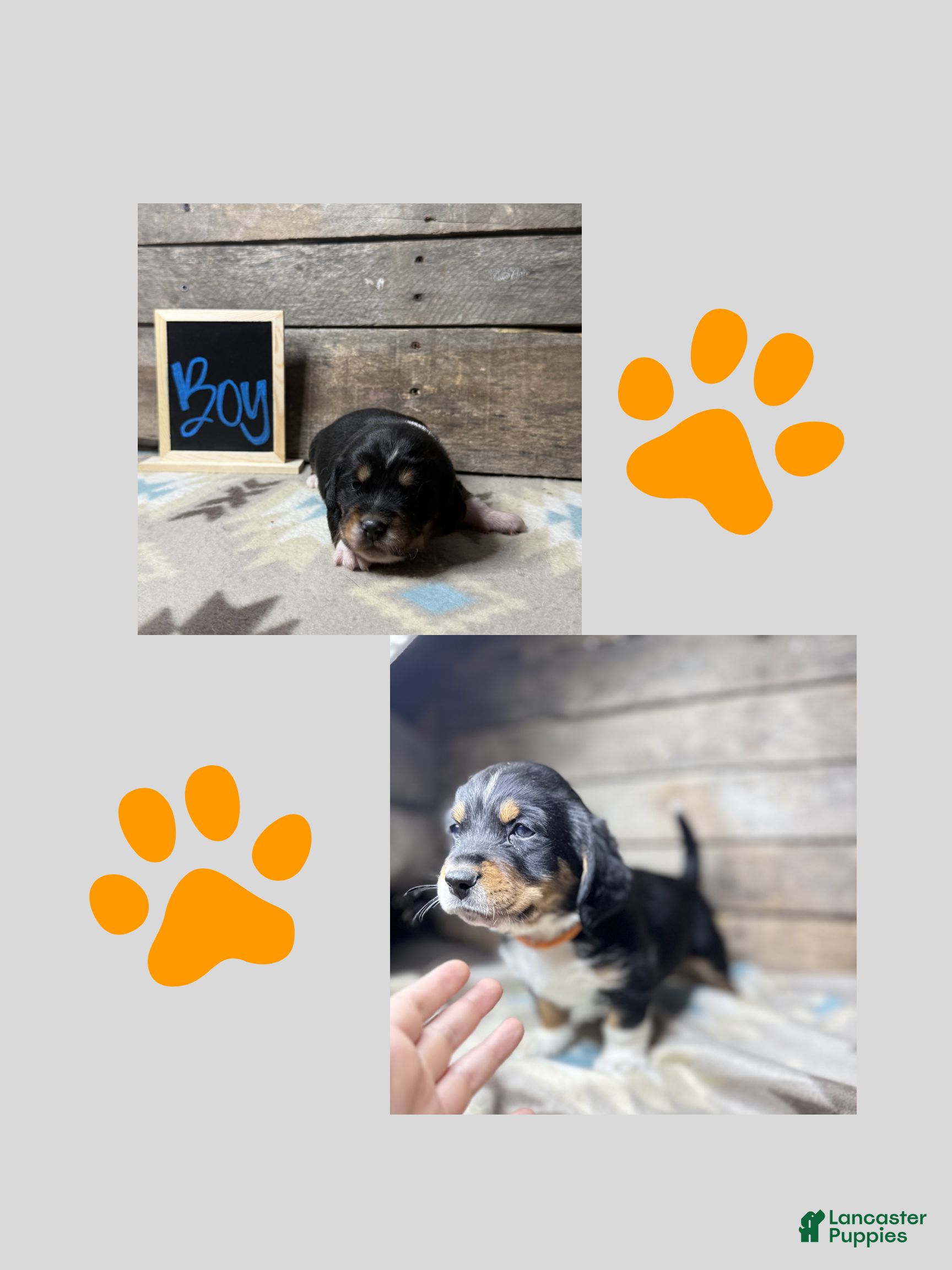 Mixed Breed dogs Mixed Breed Puppy 1 - Ad 10