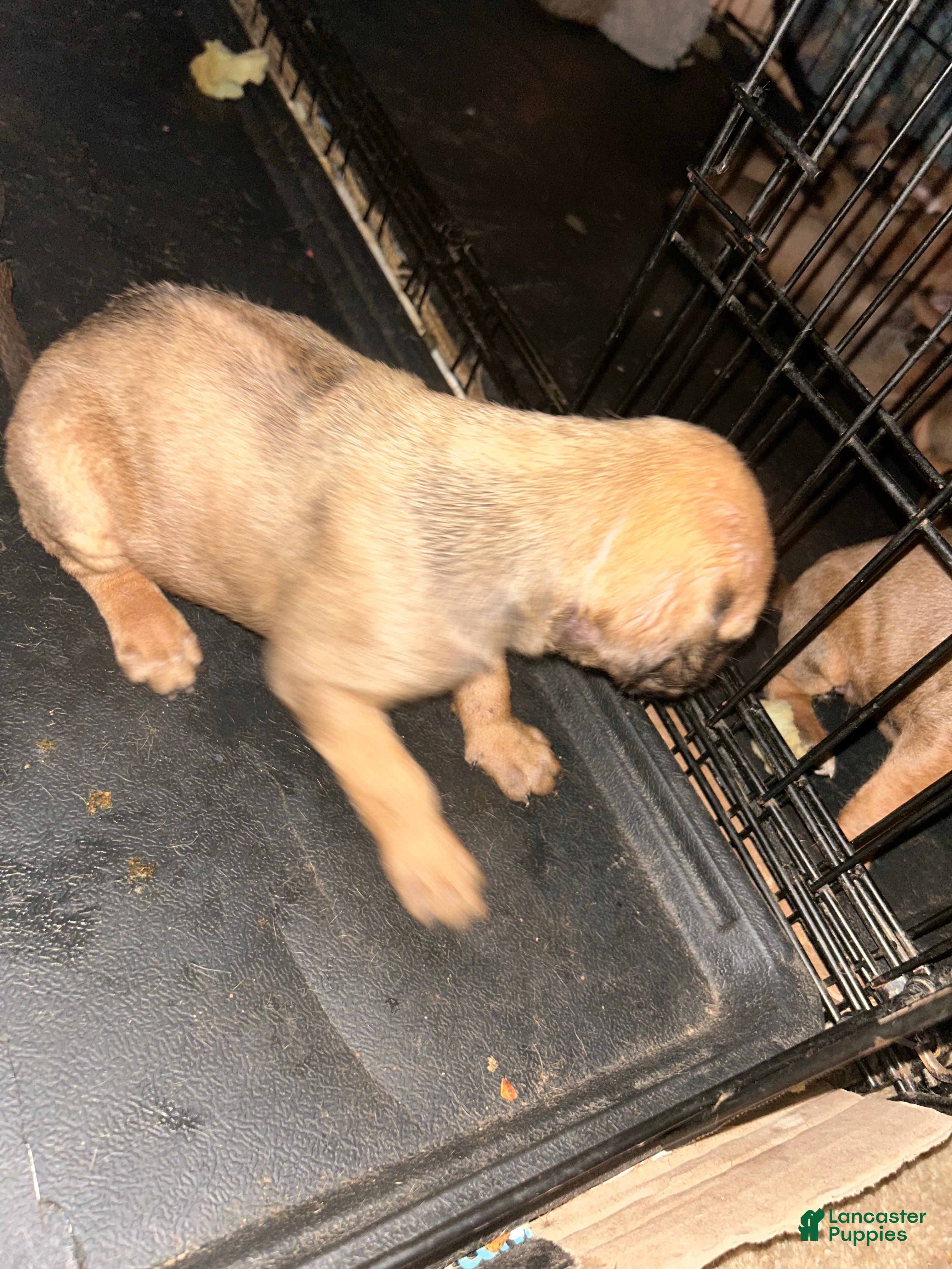 Rhodesian Ridgeback dogs Rhodesian Ridgeback Puppy 1 - Ad 5