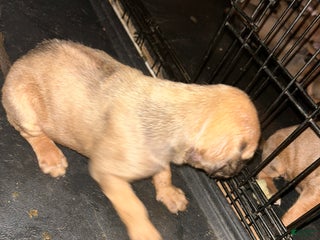 Rhodesian Ridgeback dogs Rhodesian Ridgeback Puppy 1 - Ad 23