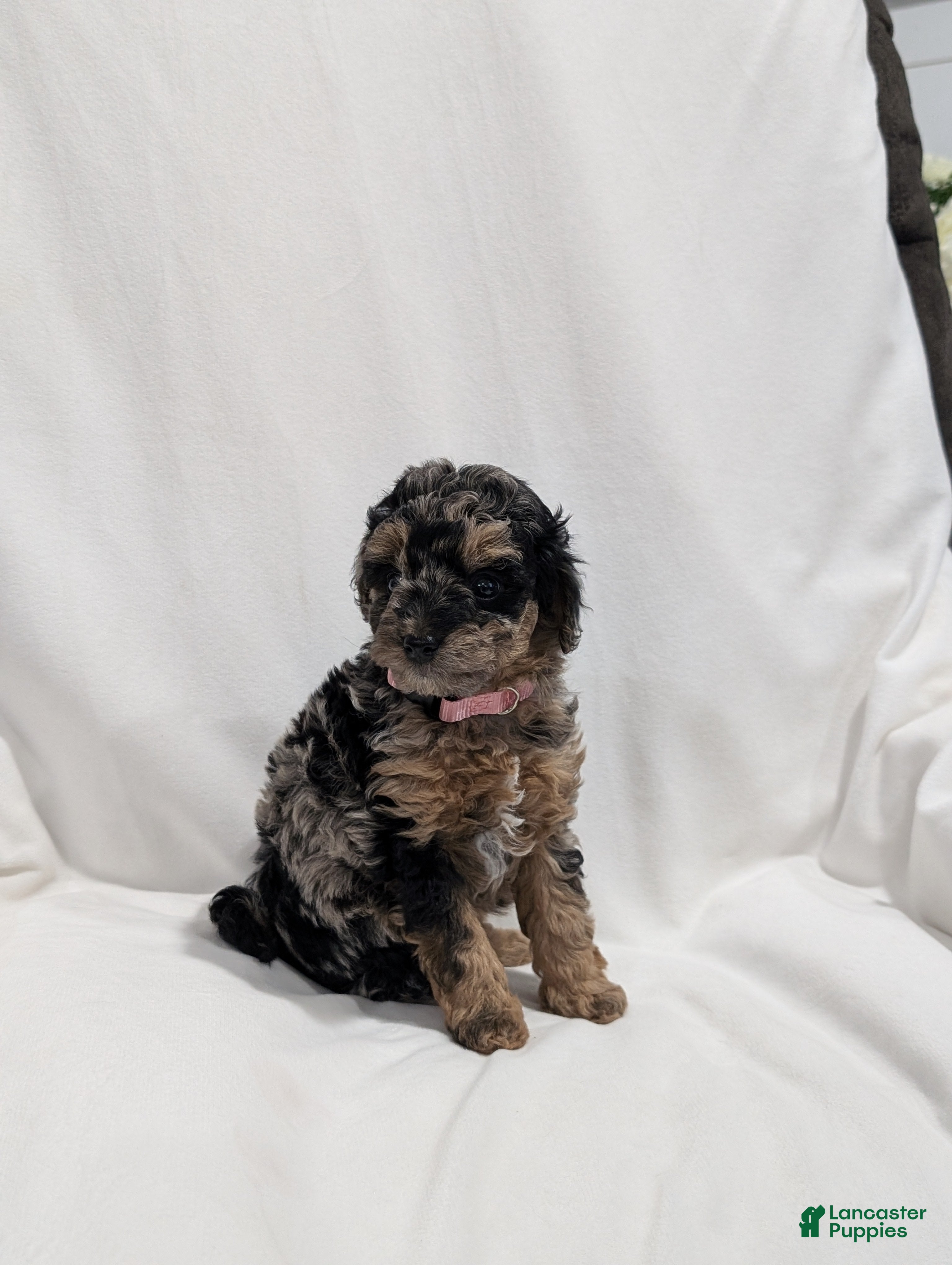 Mini Goldendoodle dogs Isabella  - Ad 2