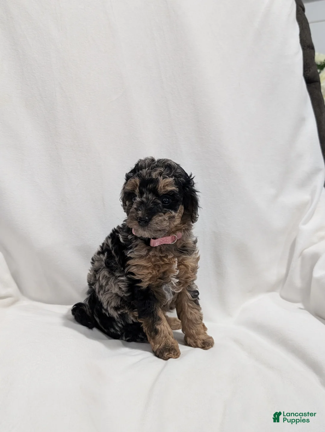 Mini Goldendoodle dogs for sale: Isabella  - Ad 2