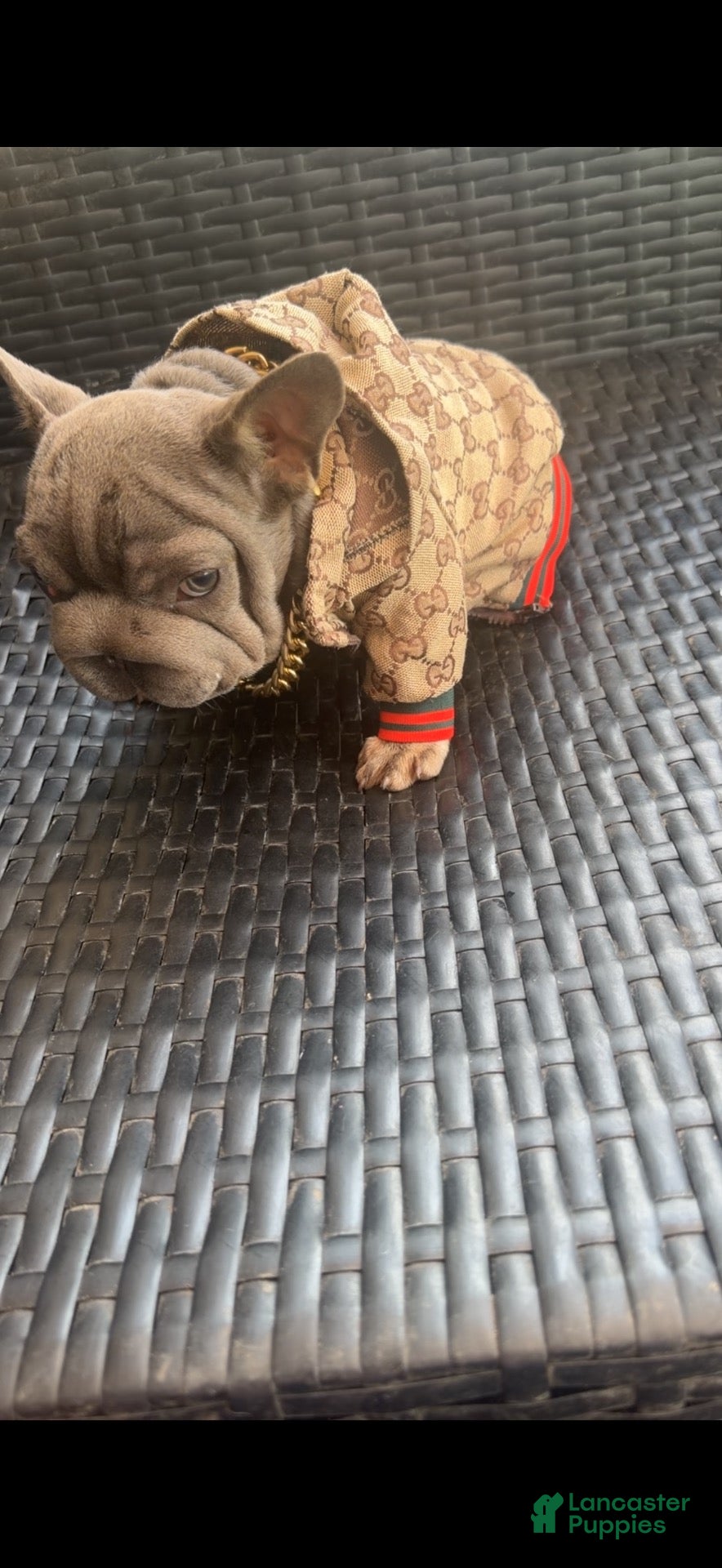 French Bulldog dogs French Bulldog 3 - Ad 2