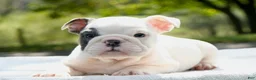 English Bulldog dogs for sale: Leo - Ad 3