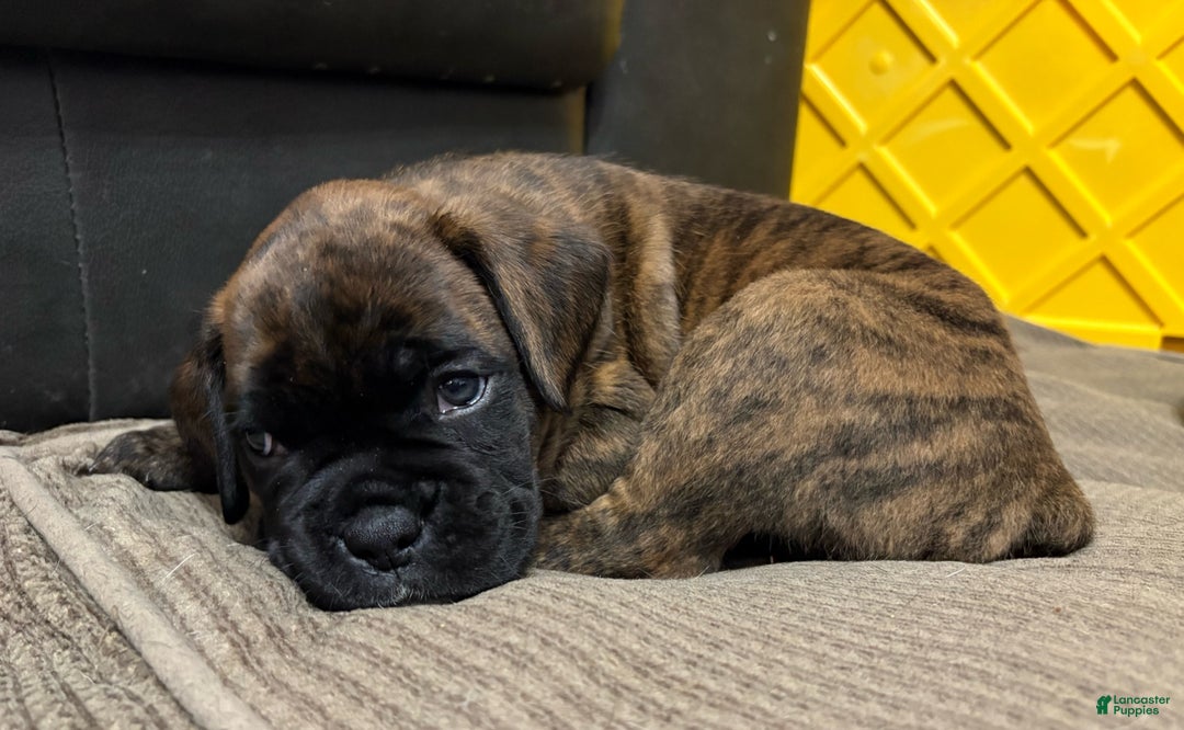 Boxer dogs for sale: Bear - Ad 6
