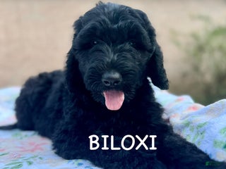 Goldendoodle dogs - Ad 1