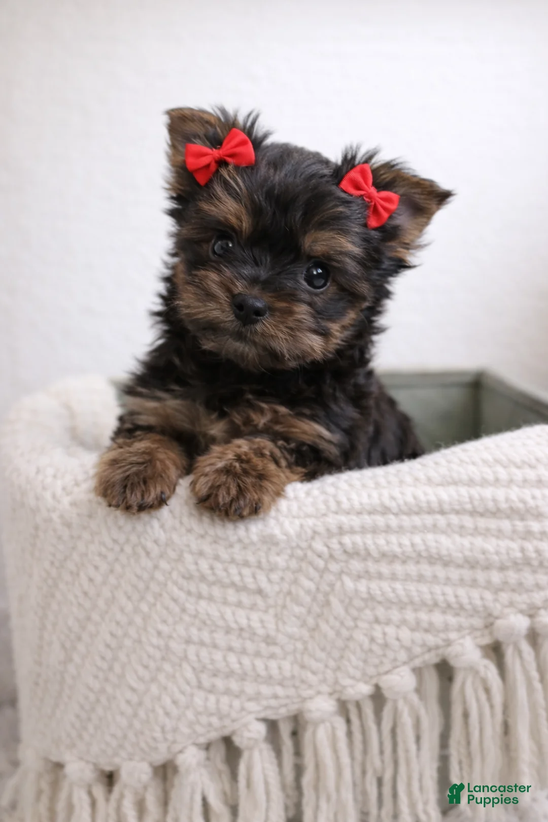 Yorkshire Terrier dogs for sale: Ivy - Ad 1