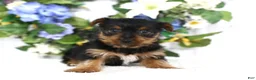 Yorkshire Terrier dogs for sale: Shadow - Ad 3