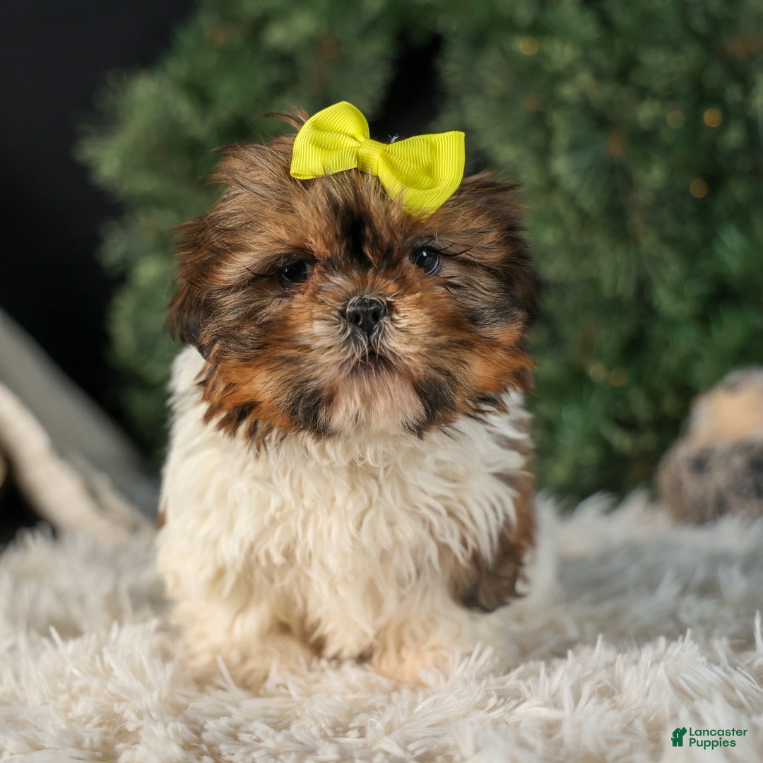 Shih Tzu dogs for sale: RHODA - Ad 5