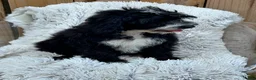 Mini Bernedoodle dogs for sale: Nova - Ad 6