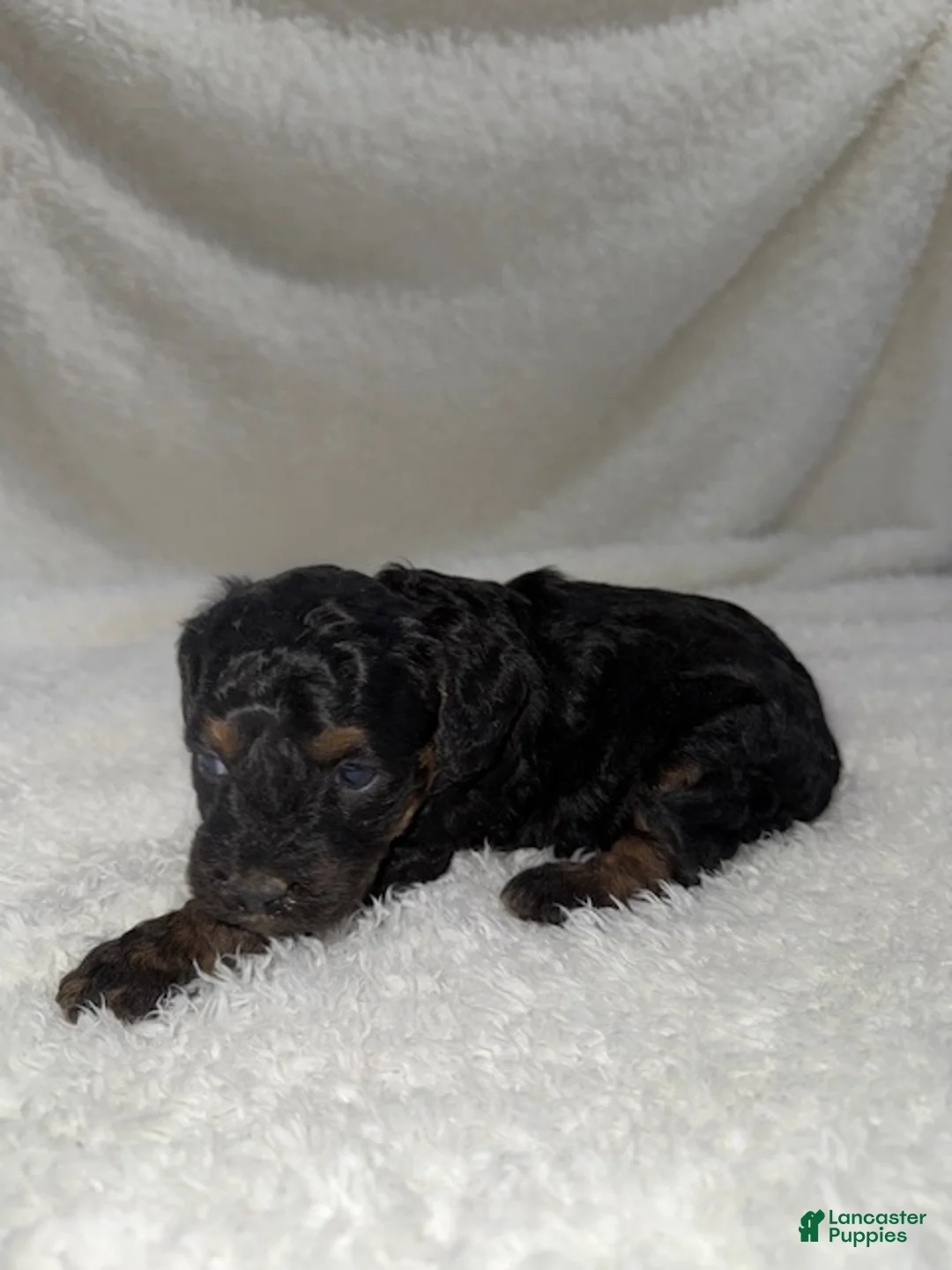 Cavapoo dogs for sale: Cavapoo Puppy 5 - Ad 3