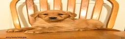 Golden Retriever dogs for sale: Bianca - Ad 3
