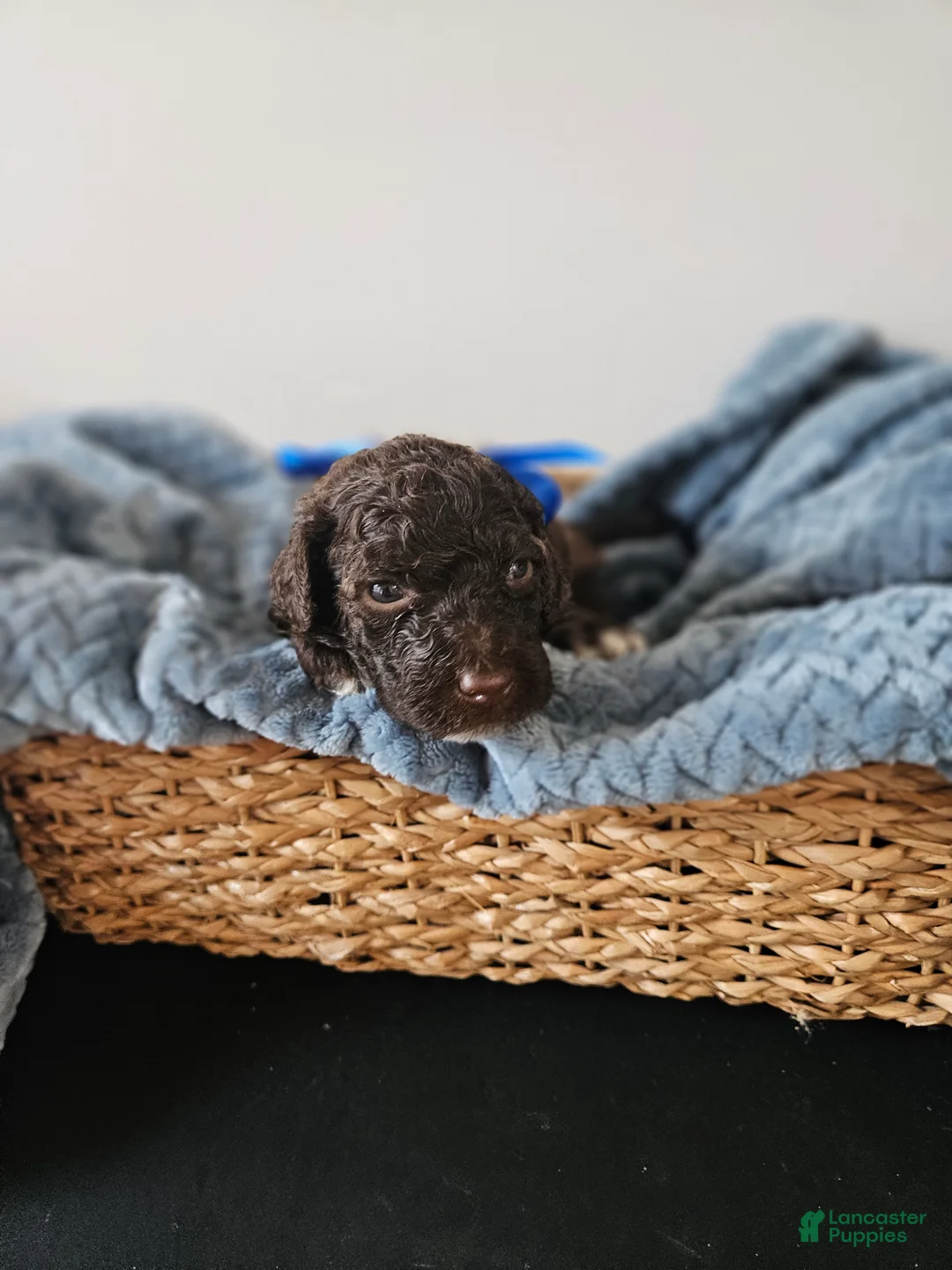 Portuguese Water Dog dogs for sale: Charlie - Ad 2