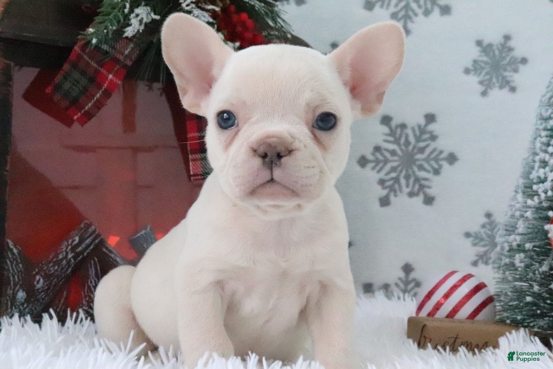 French Bulldog dogs for sale: Daisy - Ad 2