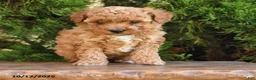 Cavapoo dogs for sale: Tyler - Ad 4
