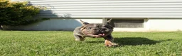 French Bulldog dogs for sale: Lazarus - Ad 5