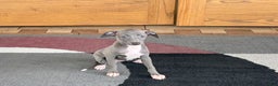 Italian Greyhound dogs for sale: Jenna - Ad 9