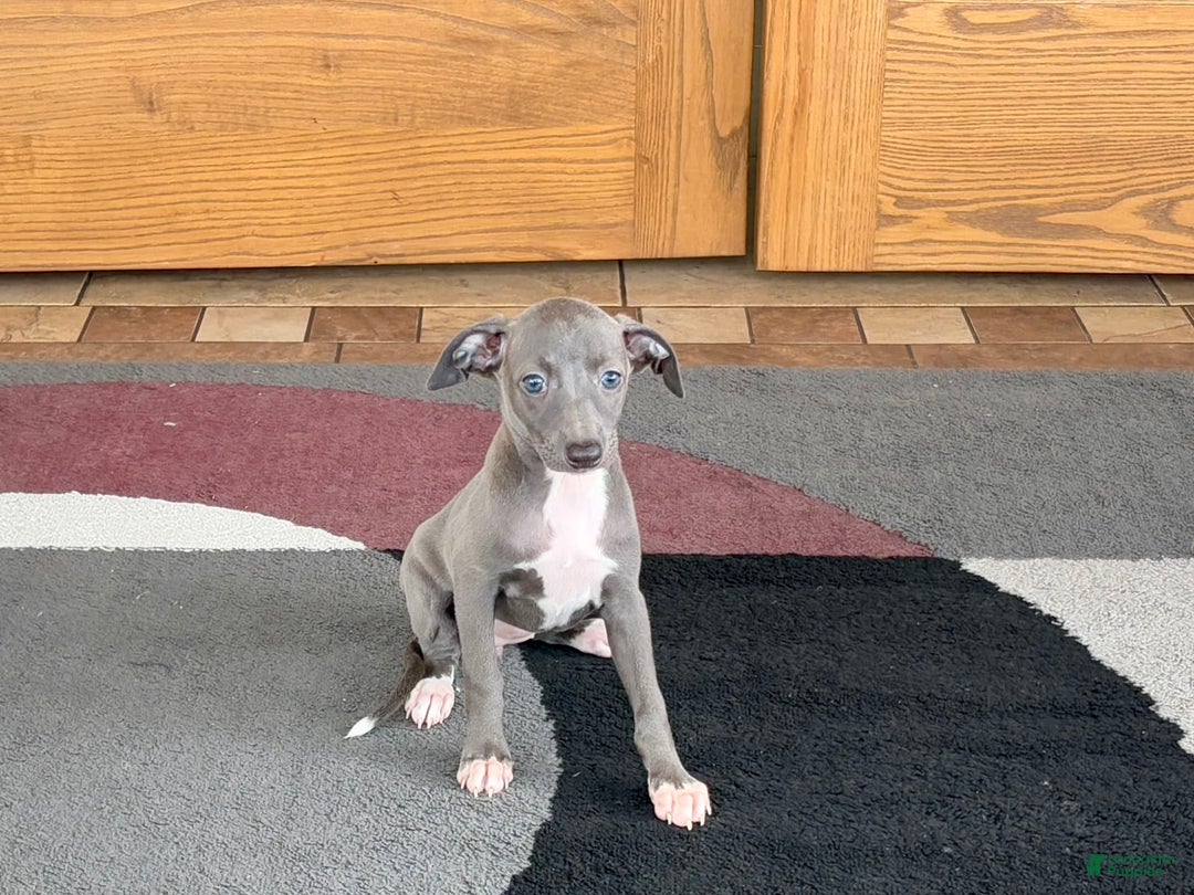 Italian Greyhound dogs for sale: Jenna - Ad 9