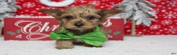 Yorkiepoo dogs for sale: Punkin  - Ad 7