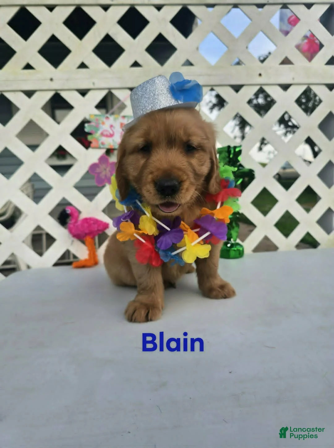 Golden Retriever dogs for sale: Blain - Ad 2