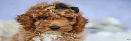 Miniature Poodle dogs for sale: WADE - Ad 5