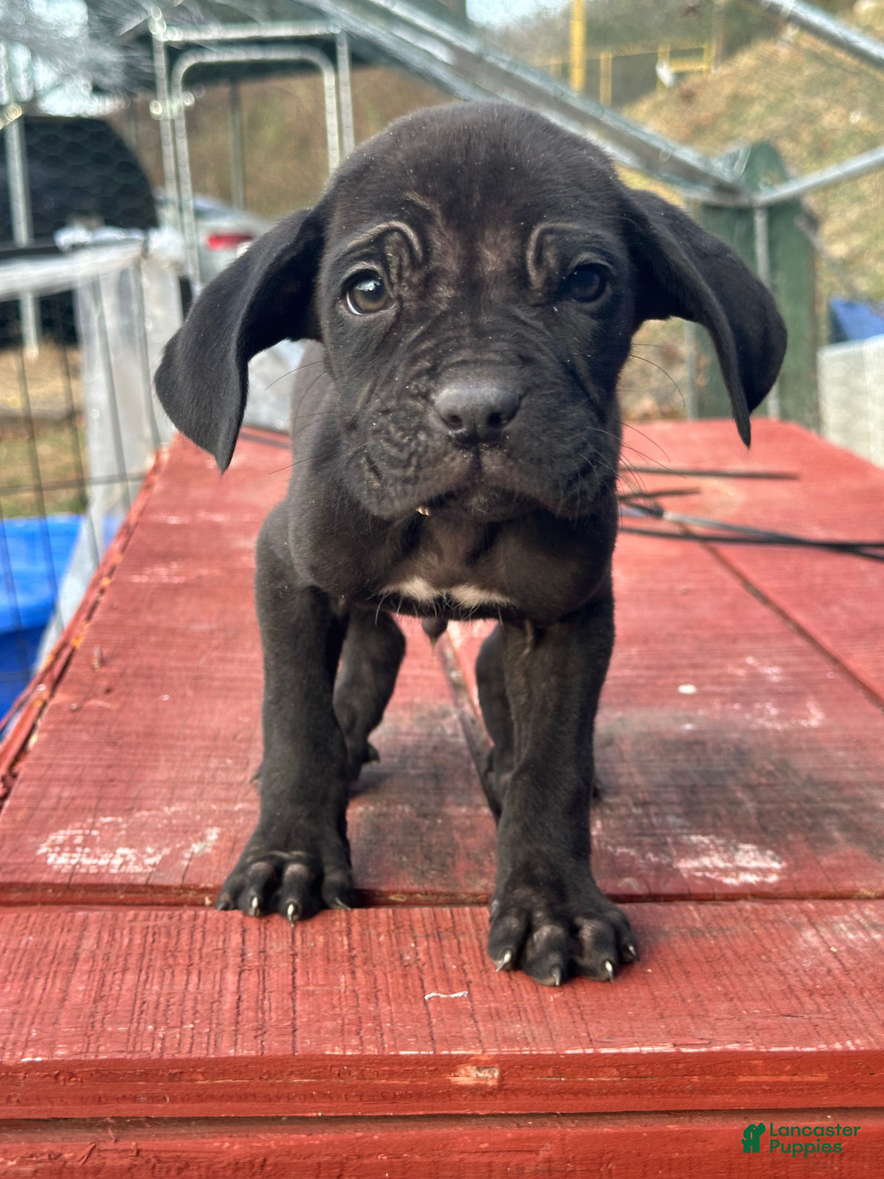 Cane Corso dogs Azzuro - Ad 24