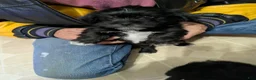 Shih Tzu dogs for sale: Shih Tzu 1 - Ad 2