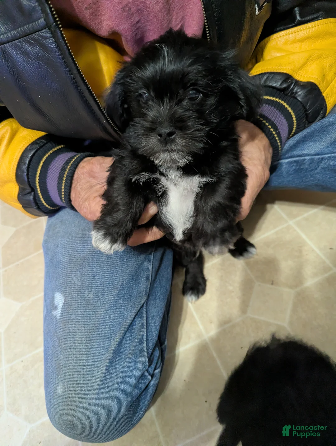 Shih Tzu dogs for sale: Shih Tzu 1 - Ad 2