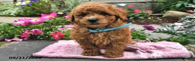 Toby