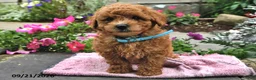 Bichpoo dogs for sale: Toby - Ad 1