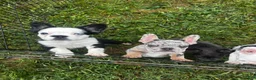French Bulldog dogs for sale: French Bulldog 2 - Ad 11