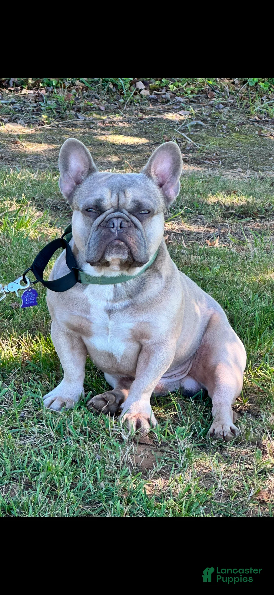 French Bulldog dogs for sale: French Bulldog Puppy 1 - Ad 1