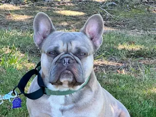 French Bulldog dogs French Bulldog Puppy 1 - Ad 31