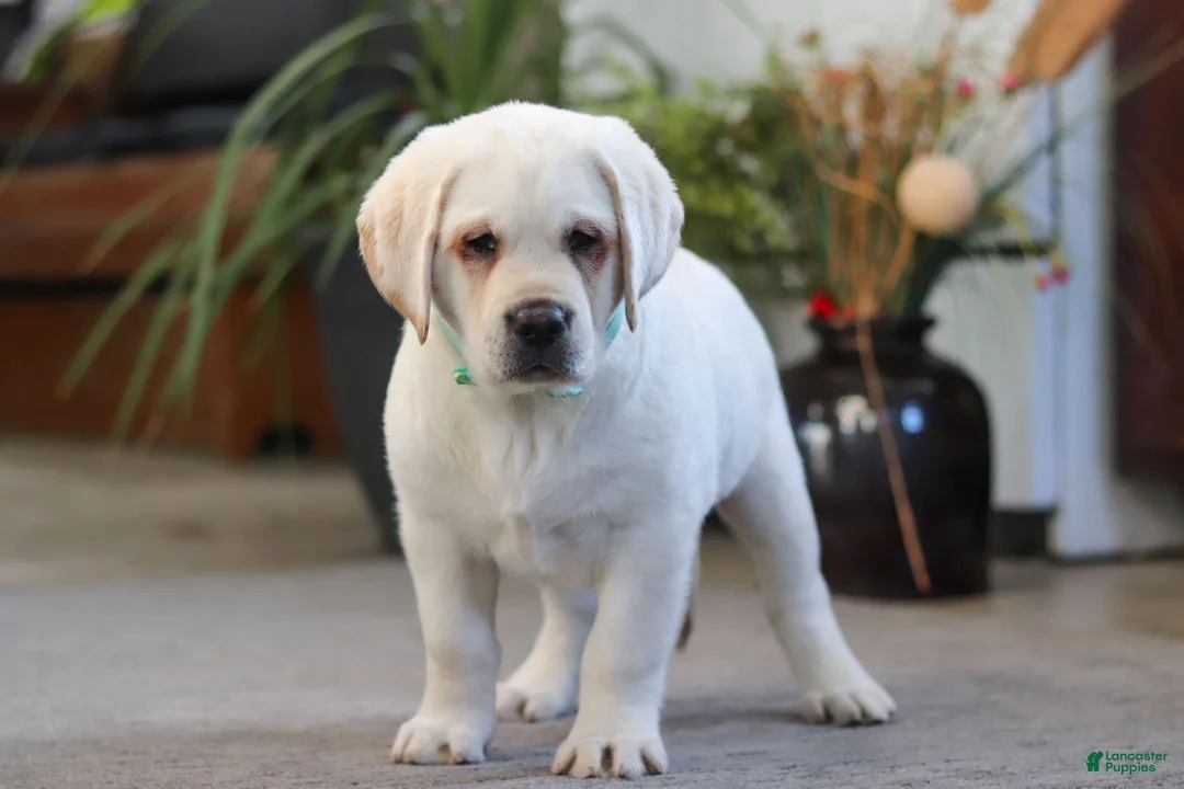 Labrador Retriever dogs for sale: Seth - Ad 6