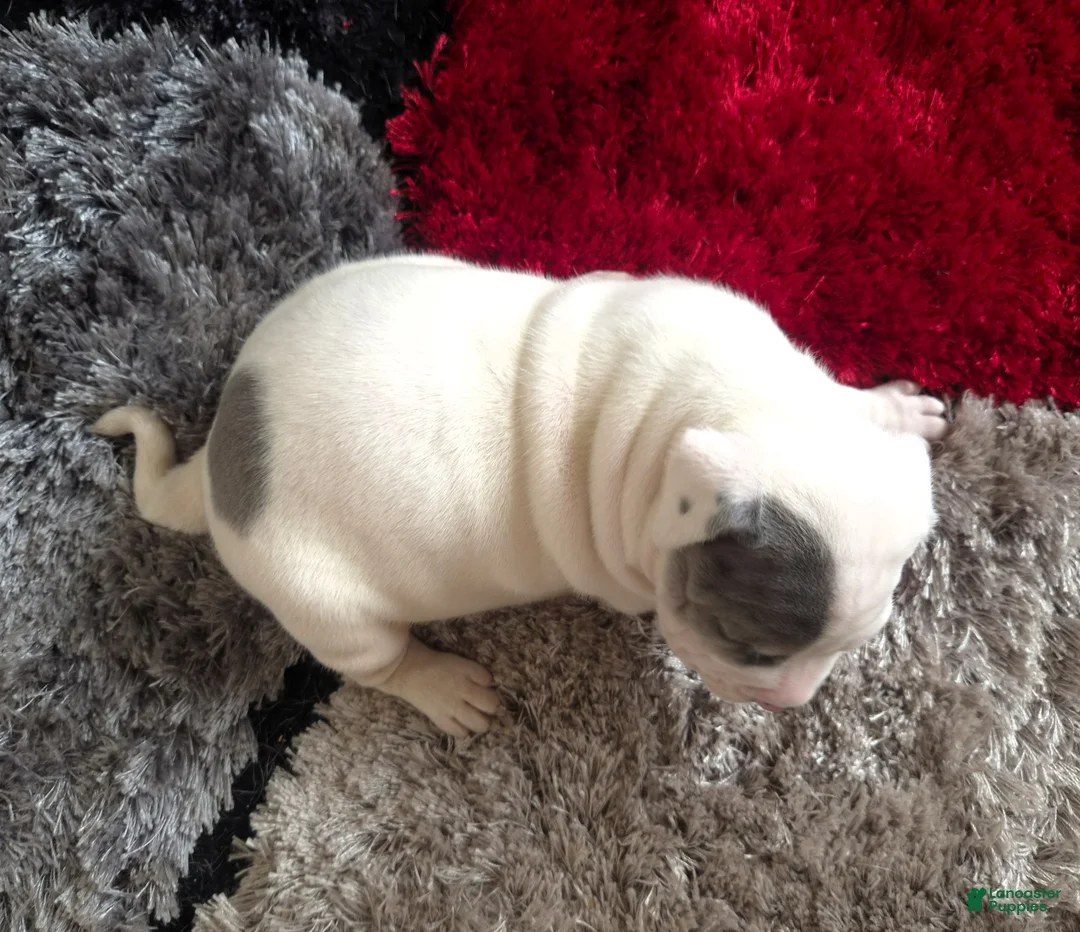 Mixed Breed dogs for sale: "WOLVERINE" WHITE MERLE - Ad 6