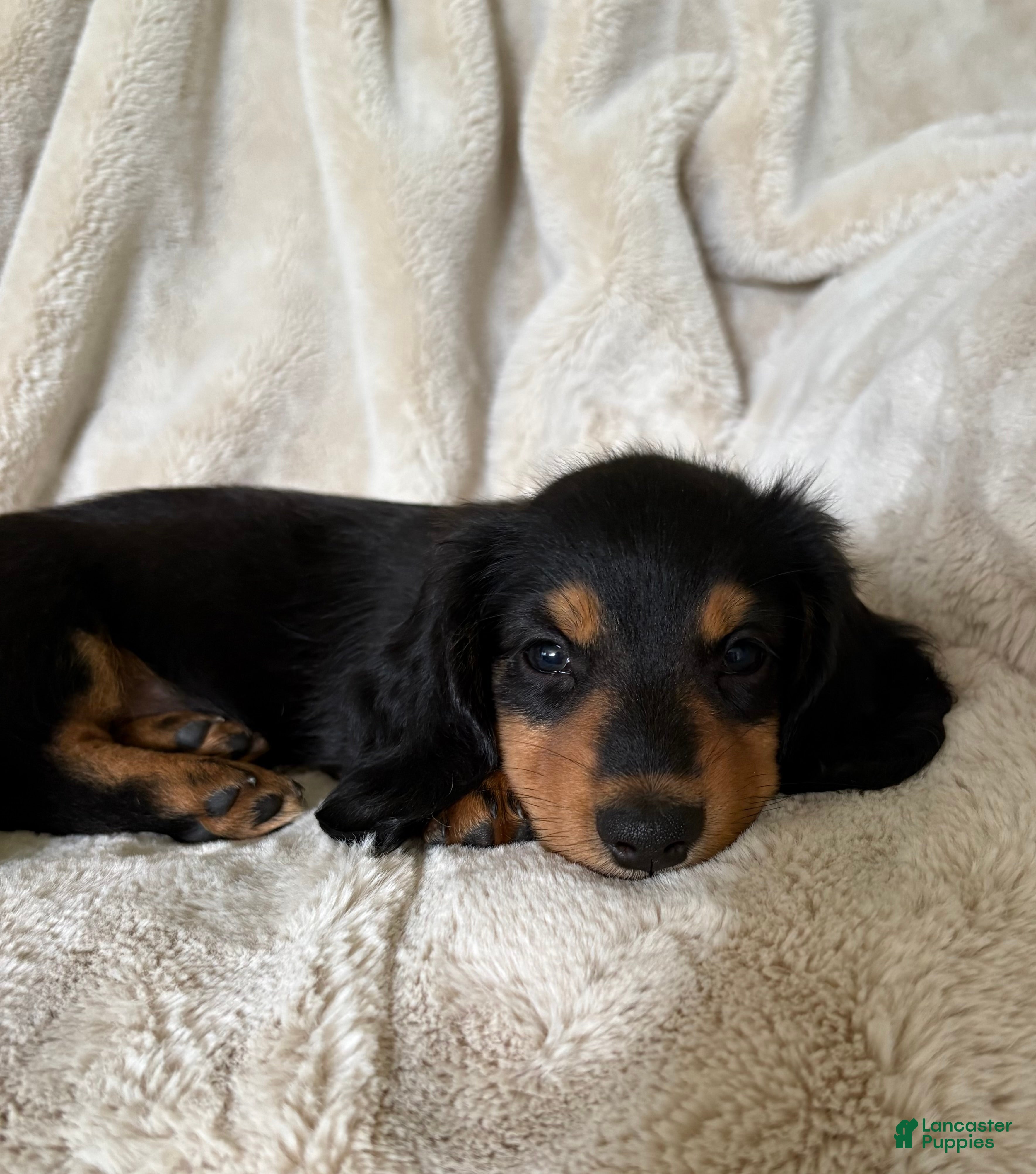 Miniature Dachshund dogs Samson - Ad 1