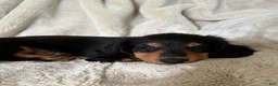 Miniature Dachshund dogs for sale: Samson - Ad 1