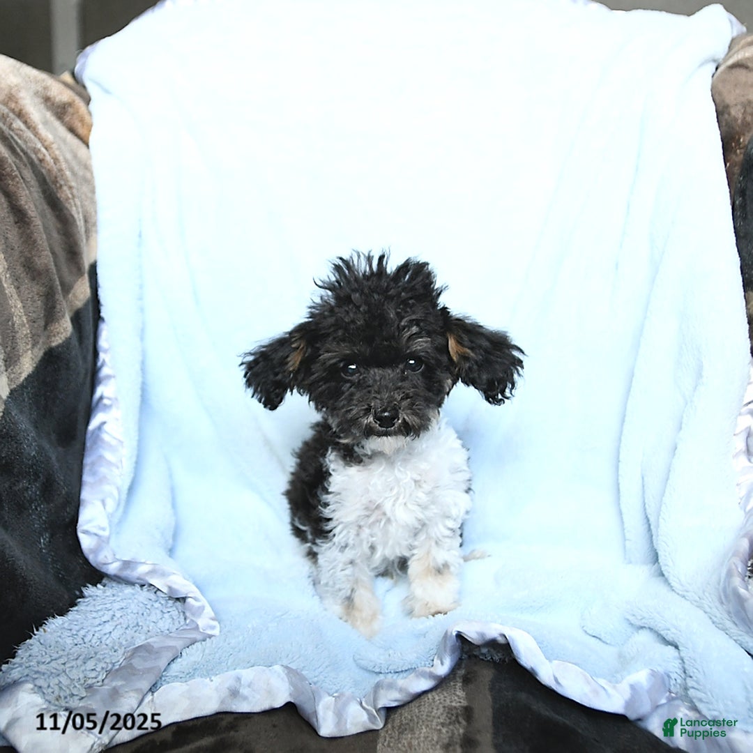 Toy Poodle dogs for sale: Kody - Ad 8