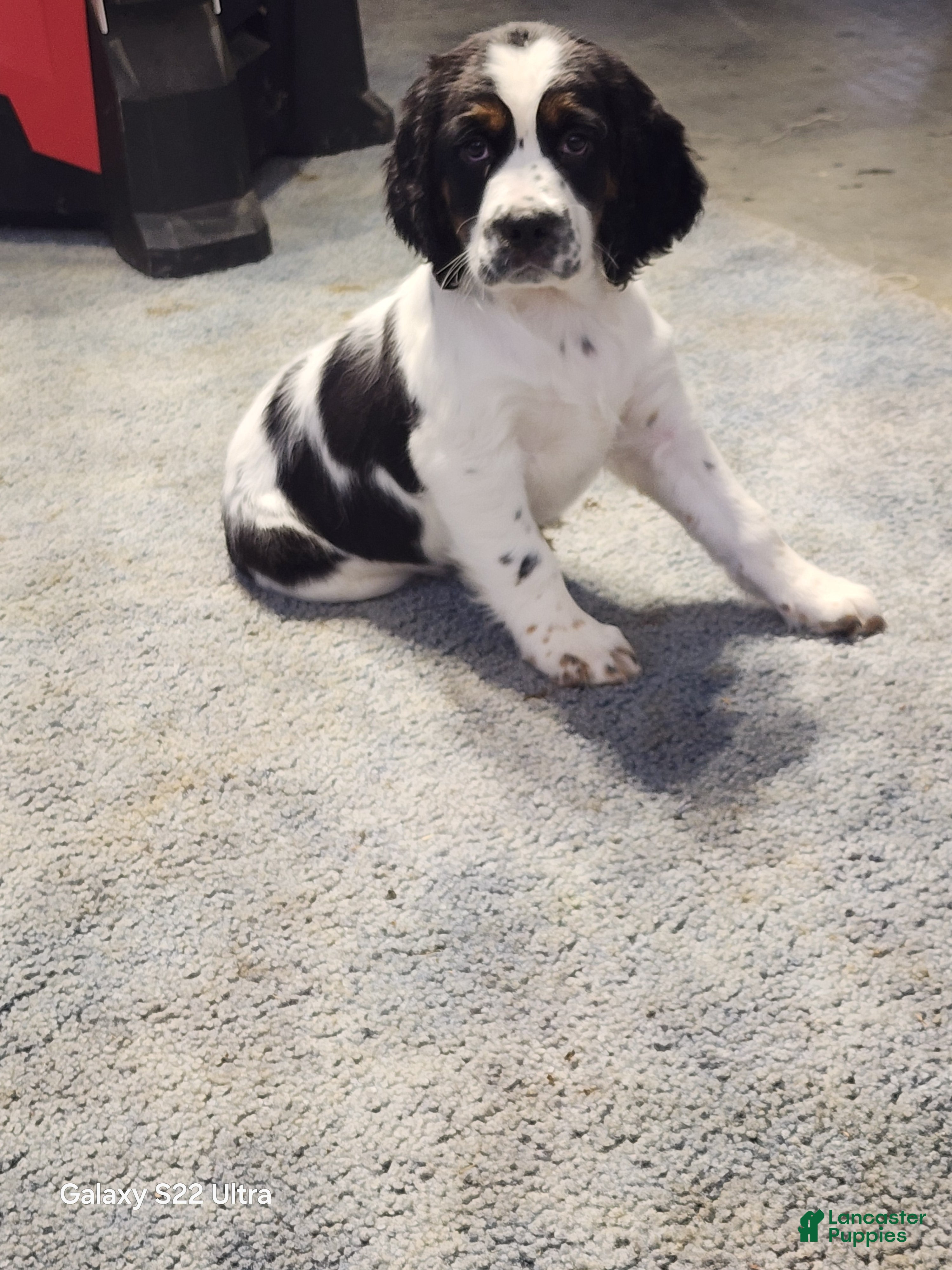 English Springer Spaniel dogs Miller  - Ad 15