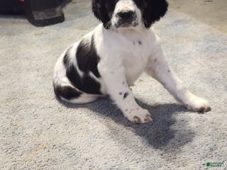 English Springer Spaniel dogs Miller - Ad 15