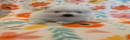 Pomeranian dogs for sale: Pomeranian 1 - Ad 2
