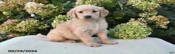 Golden Retriever dogs for sale: Quincy - Ad 3