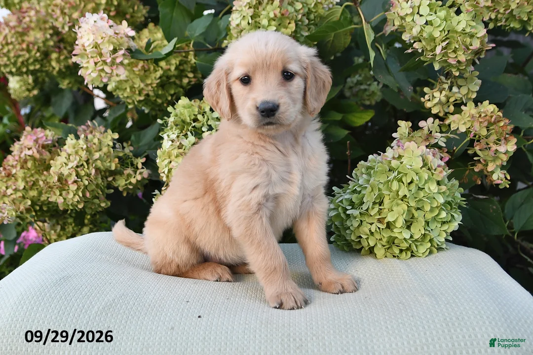 Golden Retriever dogs for sale: Quincy - Ad 3