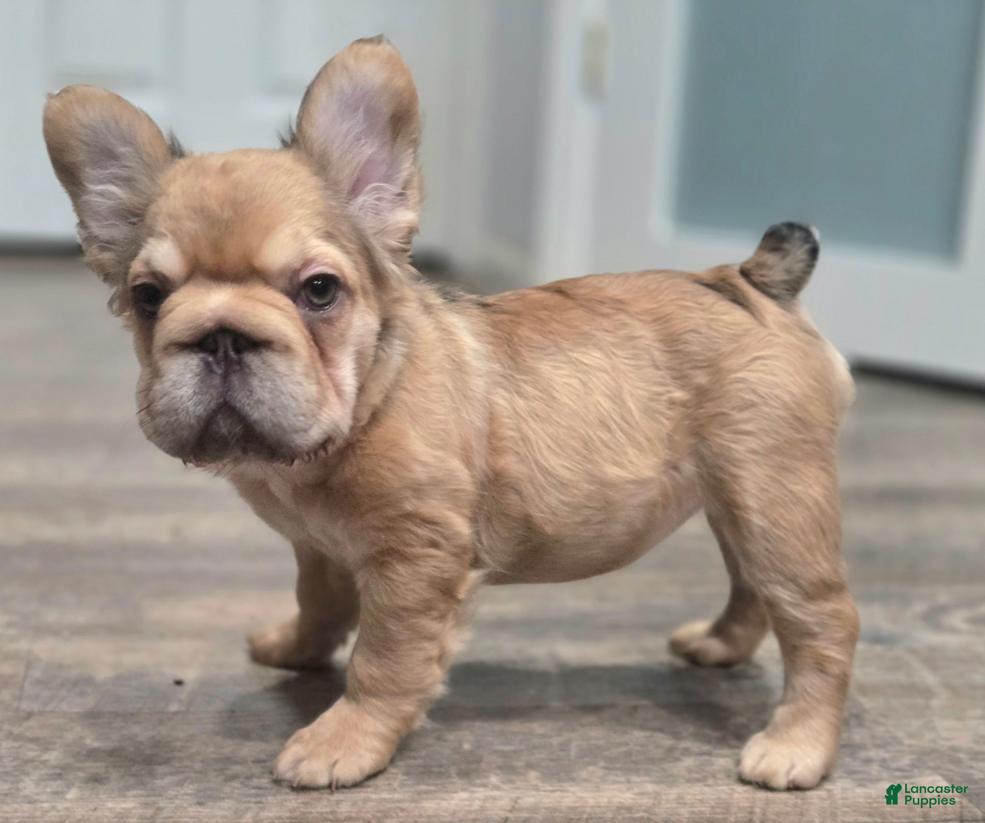French Bulldog dogs 💛🧡Ginger🧡💛 - Ad 32