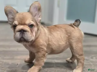 French Bulldog dogs 💛🧡Ginger🧡💛 - Ad 32