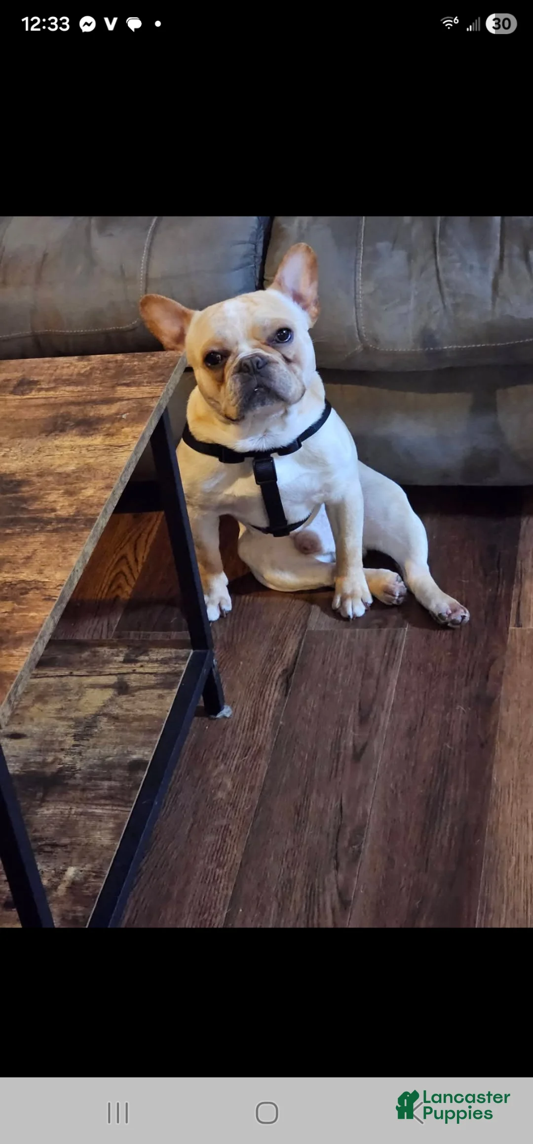 French Bulldog dogs for sale: French Bulldog Puppy 5 - Ad 3