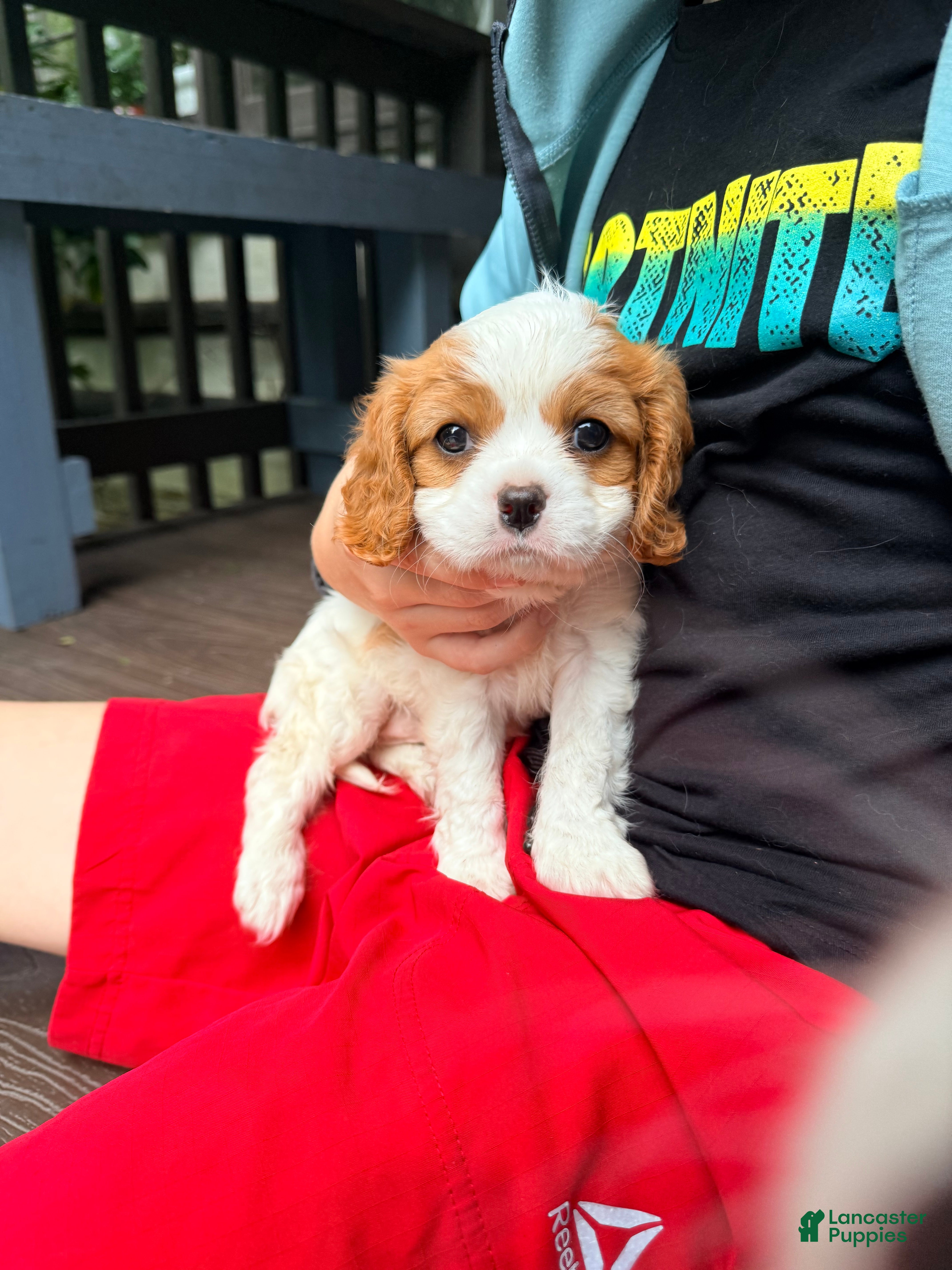 Cavalier King Charles Spaniel dogs Curly - Ad 2