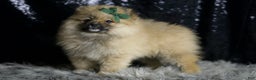Pomeranian dogs for sale: Peanut - Ad 2