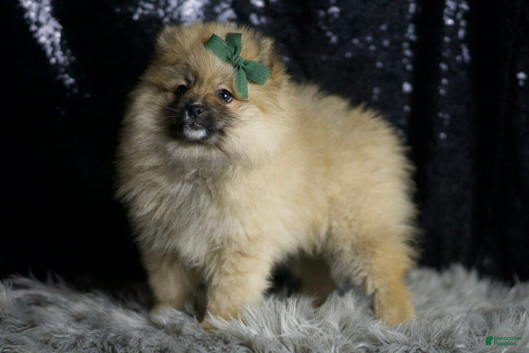 Pomeranian dogs for sale: Peanut - Ad 2