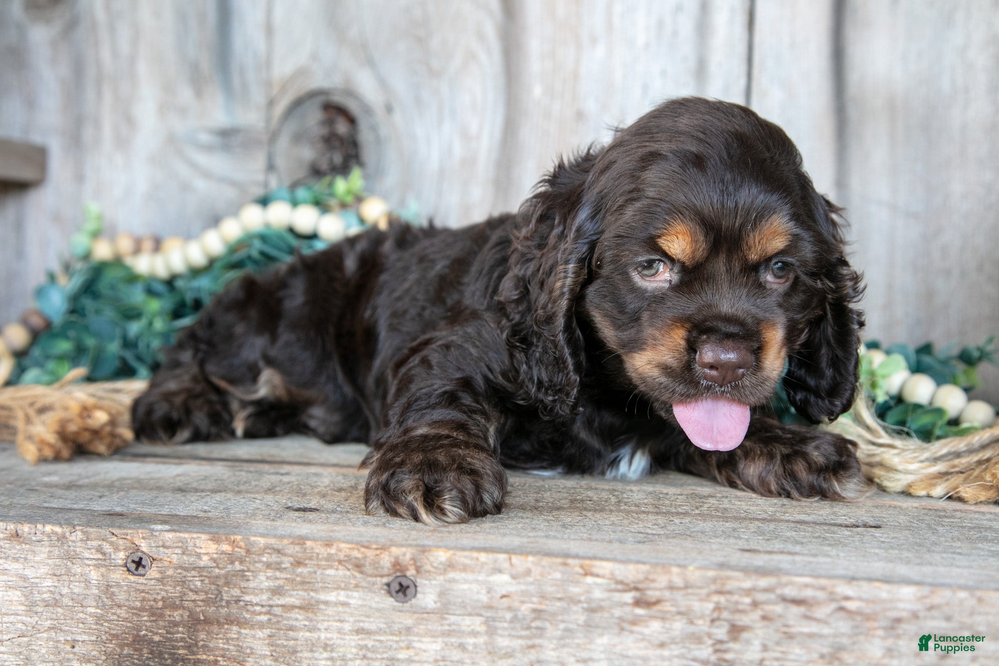 Cocker Spaniel dogs Archie - Ad 2